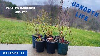 Planting Blueberry Bushes For The First Time!  Part 1