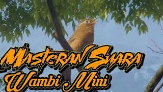 Suara Masteran Wambi Mini Full 1 Jam ll sangat nyaring dan jitu