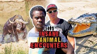 Insane Encounters With Iconic Australian Animals