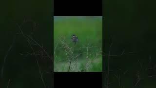 Amur Stonechat Short