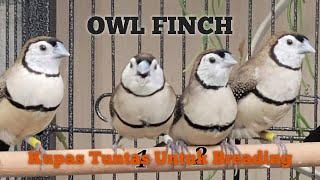 Owl Finch Breeding Tips