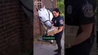 #29Trending #Funny #Horse Celebrating His Birthday  with His Best Friend 