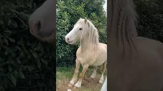 Horsescore #funnyanimals #fyp #horse #farmlife #funny #funnyvideos #foryou #fypage #funnytiktok