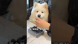 买的时候也没人告诉我萨摩耶反差感这么强啊 #萨摩耶 #萌宠