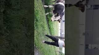Mein Hund gegen Kuh