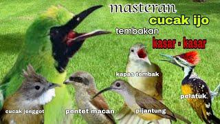 masteran isian full tembakan kasar - suara jernih || masteran cucak ijo tembakan kasar