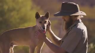 A local's guide to wildlife in the Red Centre