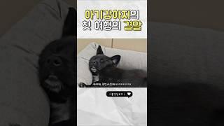 댕기절 #유기견임보