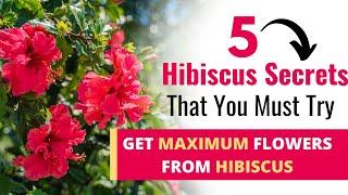 Growing Gorgeous Hibiscus (5 MUST DO TIPS)