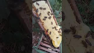 Wax sheet preparation Part 2 #honeybee #honey #bee #honeybee #shahad #beekeeper #pollinator