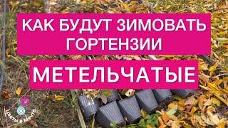 ЗИМОВКА ГОРТЕНЗИЙ МЕТЕЛЬЧАТЫХ. 3.11.2024 Воронеж