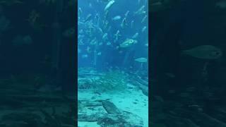 Dubai Aquarium #travel #youtubeshorts #dubai #dubaiaquarium #aquarium