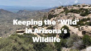 Keeping the 'Wild' in Arizona's Wildlife