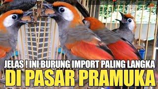 JELAS ! INI BURUNG IMPORT PALING LANGKA YANG ADA DI PASAR BURUNG PRAMUKA !