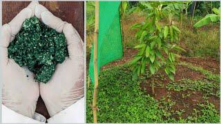 Biostimulant - trichoderma and humic acid application benefit