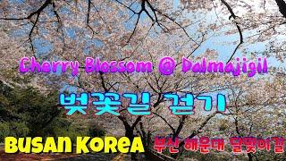 [Busan Korea] Walking VLOG at Dalmaji Cherry Blossom Season on Weekday & Weekend / 활짝핀 달맞이 벚꽃길 걷기 