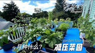 9 月种什么？夏菜要不要拉秧？ 参观我的阳台菜园+种植经验分享