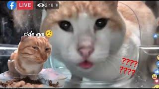 Mr fresh cat side eye story