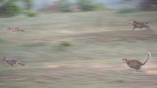 LEOPARD vs JACKALS  LIONS hunt BUFFALO BULL 