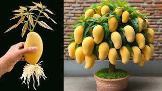 how to propagate mango by fruit for beginners,how to propagate mango