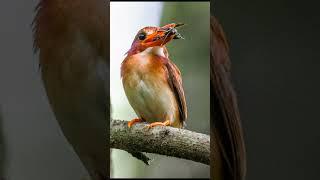 South Philippine Dwarf Kingfisher #animals #wildlife #netgeo #nature #funfacts #netgeowild