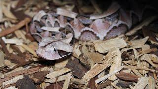 Live feeding  dangerous venomous snakes !