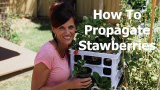 How To Plant Strawberry Runners, the Easiest Way to Propagate Strawberries