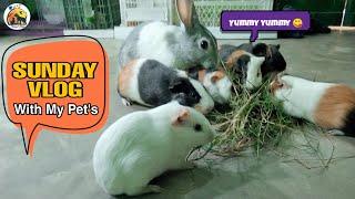 Guinea Pigs Sunday Vlog || Guinea Pig Adoption center Planet Blue Anand