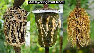 How to grow guava, lychee, and lemon trees, great ways to propagate guava, lychee, and lemon trees!