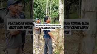 Penjelasan  kayu gaharu jenis kuning lebih baik bandingkan jenis putih #shorts  #video #viral #fyp