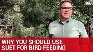 Why You Should Use Suet For Bird Feeding  - Ace Hardware