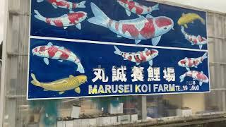 Masters of Nishikigoi #6 - Marusei koi farm