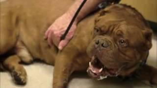 2016 American Humane Hero Dog Awards - Emerging Hero Dog Category – Hooch