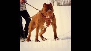the most dangerous #pit bull ##dog #. status#the dog haus#