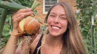 How I Grow Softball Size Onions From SEED!!! 6 Months From Seed To Harvest! 2024 + Curing/Storage