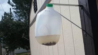 How To Make the Easiest Fly Trap From a Milk Jug