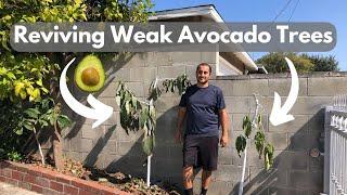 Digging Up and Moving Avocado Trees