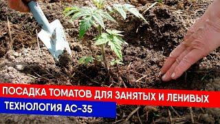 Посадка томатов для занятых и ленивых - технология АС-35