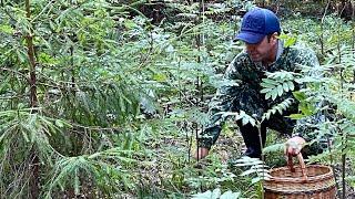 Набрали багажник грибов! Грибы