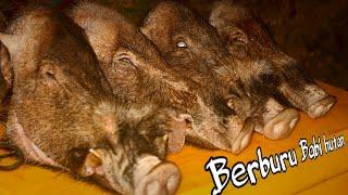 BERBURU BABI HUTAN BESAR YANG MENCARI MAKAN DI TEPI SUNGAI KETIKA MUSIM KEMARAU