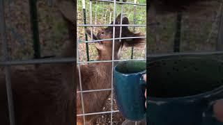 Goat Reacts to Smell of Coffee...