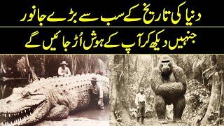 NASA Has Told About The Largest Animals In History | Reality Facts