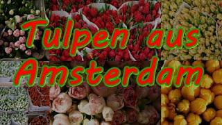 Tulpen aus Amsterdam (SDR 1983) - mit Ernst Hilbich † 20. Februar 