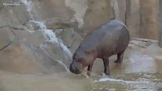 The animals at Wildlife World Zoo are missing visitors