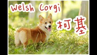 狗狗特辑 EP 10 柯基 Welsh Corgi｜【养柯基有六大痛苦】｜【对你不服从】｜【不羁放纵爱自由】｜你敢养柯基吗？