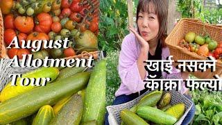 Nepali Vegetables Garden Uk | Allotment  Vegetable Harvest Day |  Massive Cucumber Harvest  |