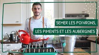 Semer les piments, les poivrons et les aubergines