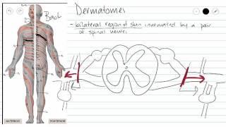 Dermatomes