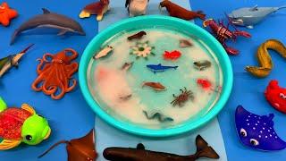 Frozen Friends: Sea Animals for Kids with Fun Facts and Size Comparison