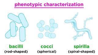 Taxonomy of Bacteria: Identification and Classification